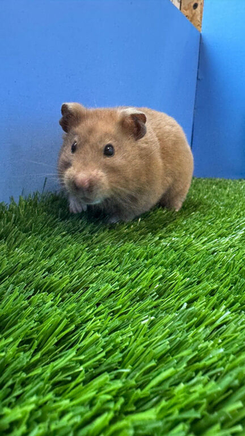 Beautiful Syrian Hamster Girl