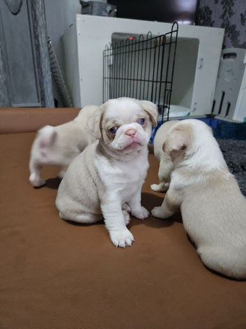 Beautiful Pink Pug puppies for sale