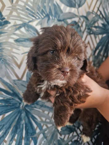 Stunning shih poo puppies