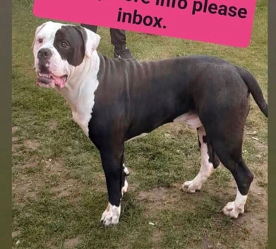 American bulldog