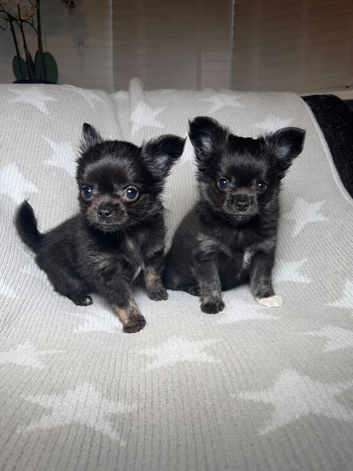 2 Beautiful Longhair Chihuahua Males