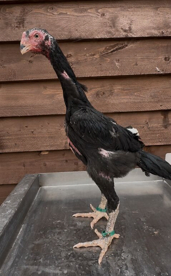 Black o shamo pair
