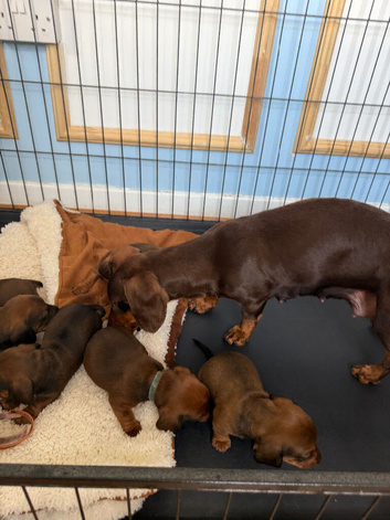 Miniature Dachshund puppies
