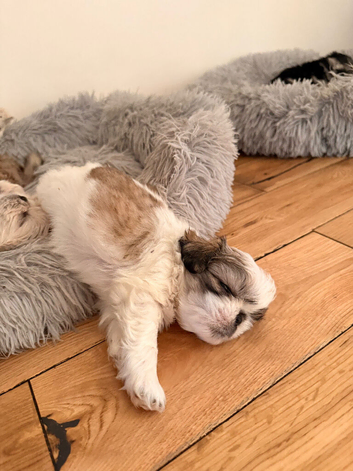 Shih Tzu Puppies
