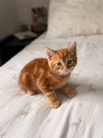 Ginger fluffy kitten