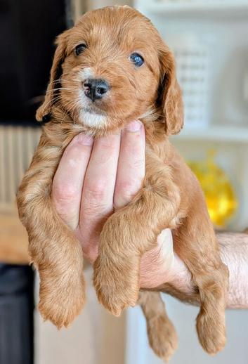 5week old outstanding full DNA tested Cockerpoo puppies