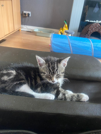 Female kitten for Sale