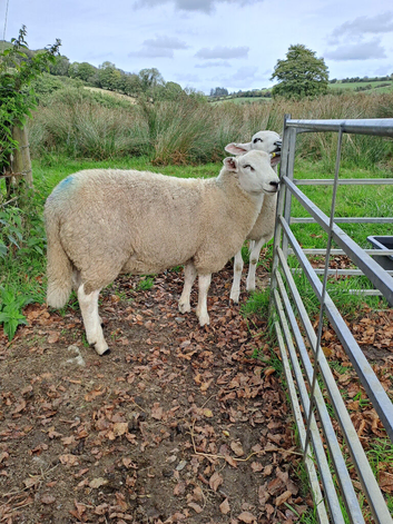 Young Lleyn Tup Looking for New Pastures
