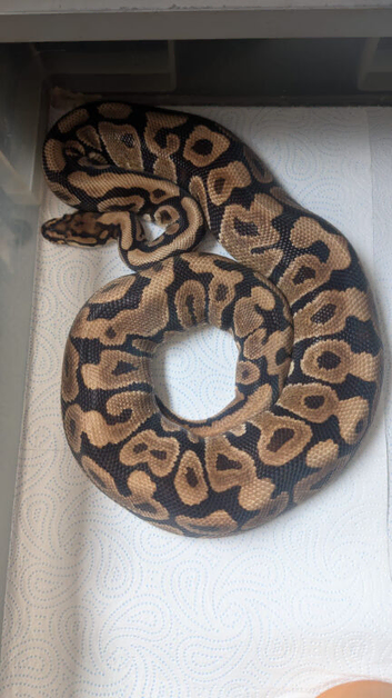 Male spotnose 66%het clown