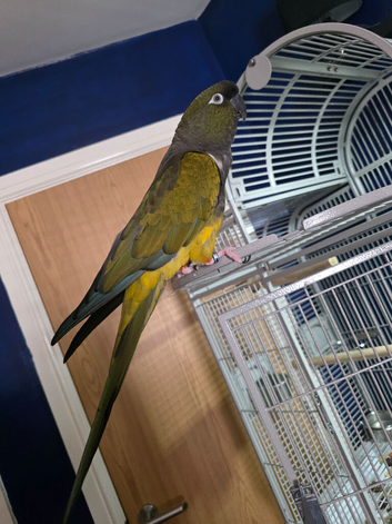 Price dropped !!! 2 year old hand tame very talkative