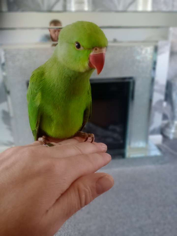 Indian ringneck
