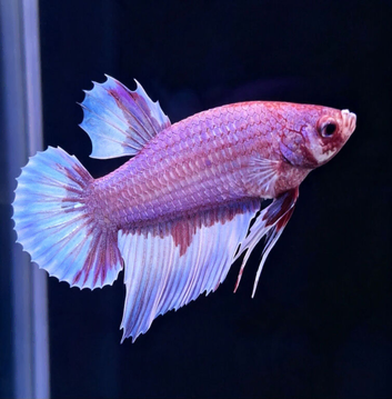 Male Betta's