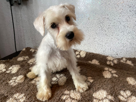 Miniature schnauzer puppies