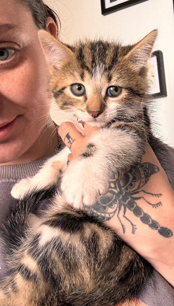 Kittens ready to leave now