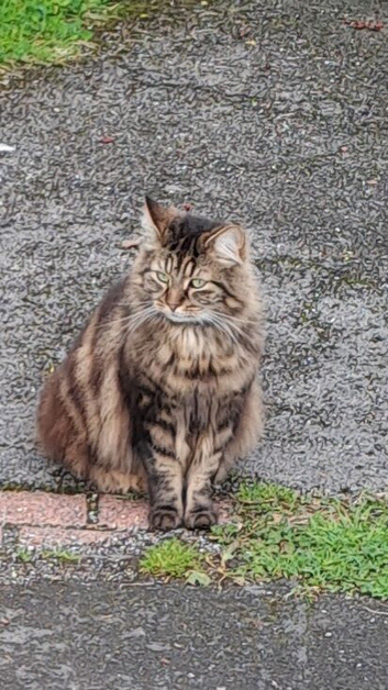 Missing long fur tabby cat