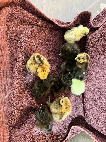 Silkie chicks