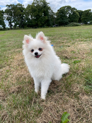 Stunning little Pomeranian KC white boy
