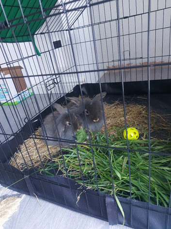 Lionhead rabbits