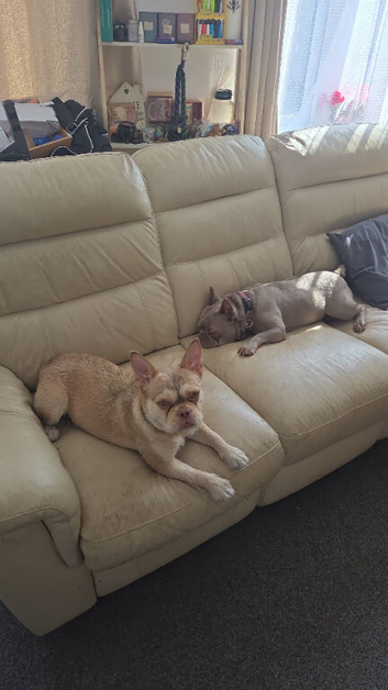 French bull dog