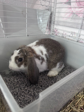 Beautiful boy for sale