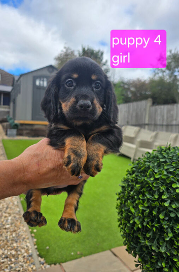 Kc working cocker spainel puppies
