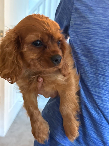 READY NOW - Adorable Extra cavalier