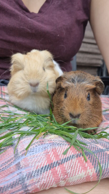 Forever Loving Home  for 2 boys