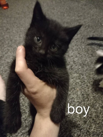 2 kittens needing forever homes
