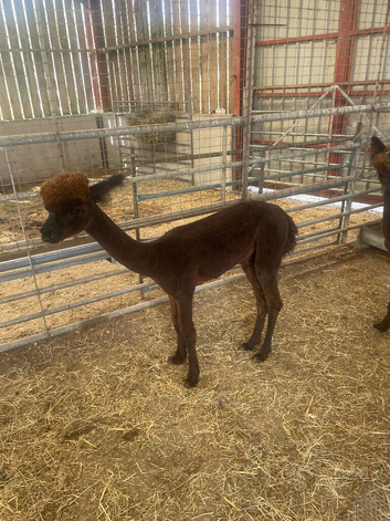 Yearling Alpaca boys