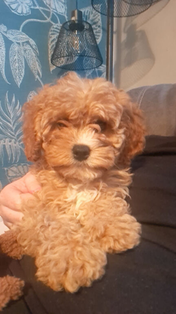 Cavapoo