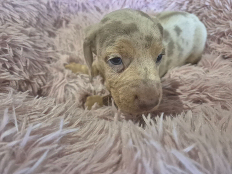 Dachshund puppies