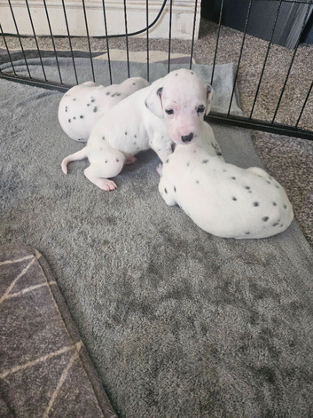 Gorgeous dalmatian puppies available November