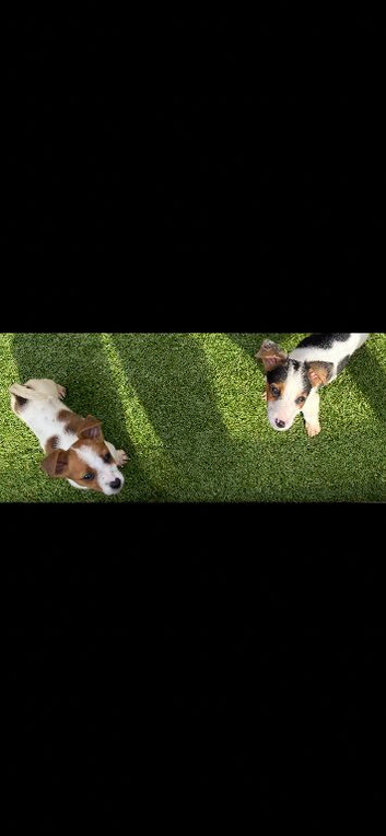 2x Boy Jack Russell puppies Available