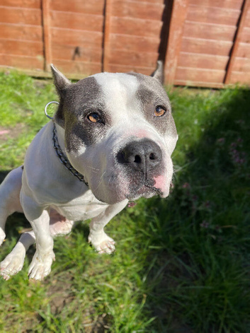 American Bully X Staff