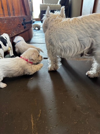 KC registered Westie pup