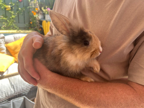 Harlequin bunny&rsquo;s / rabbit