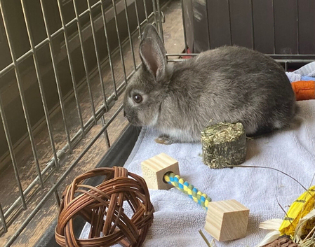 Flower needs a loving home