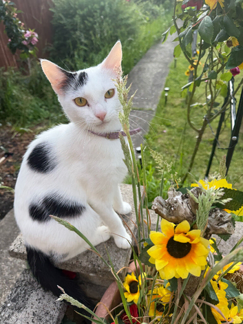 Female cat for rehoming