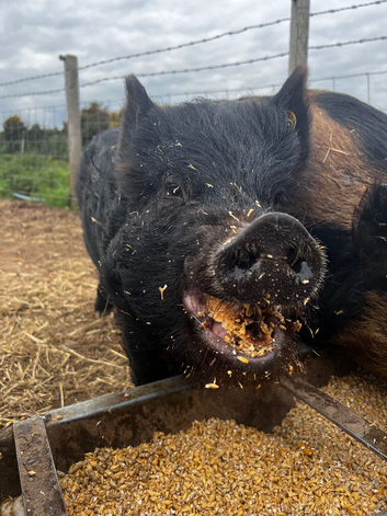 RESERVED Black Kune Kune cross sow