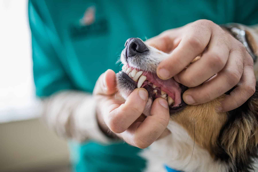 Independent Vet in Southampton