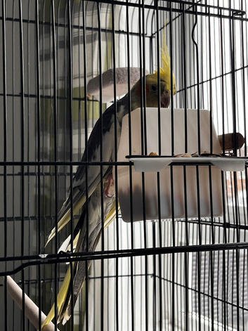 Beautiful 1-Year-Old Cockatiel Looking for a Loving Home