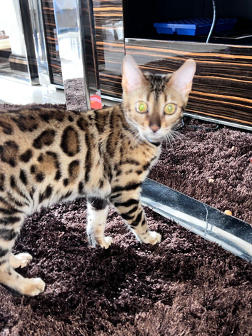 Beautiful Bengal girl for sale