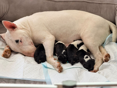 English bullterrier quality puppies