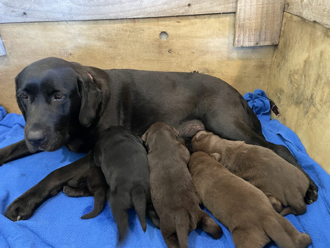 Fabulous DNA Tested Labrador Retriever Puppies