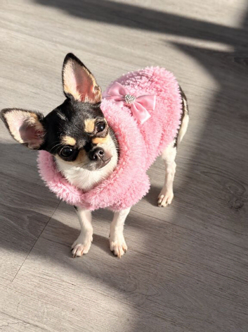 XXS chihuahua little girl very tiny only 1kg