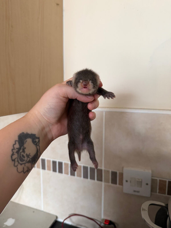 Angora ferrets