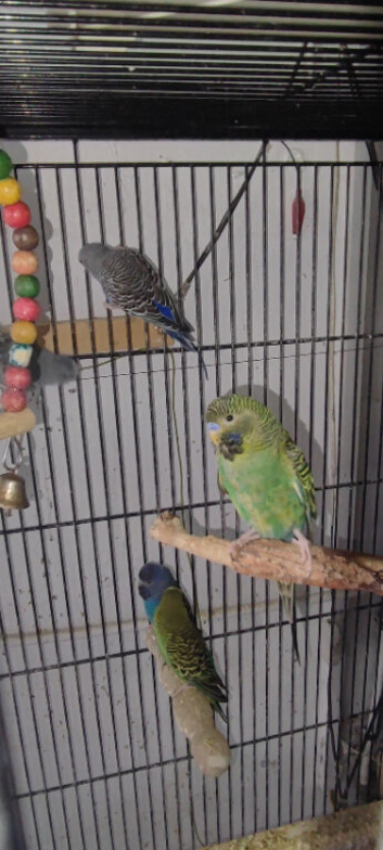 Black face and black wing and split are available