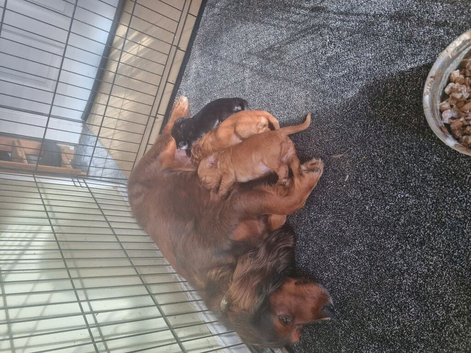 Cocker Spaniel Puppies for sale