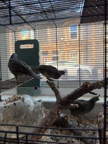 Trio of California quails