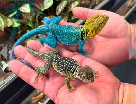 CB26 Wichita Mountain Blue Collared Lizard